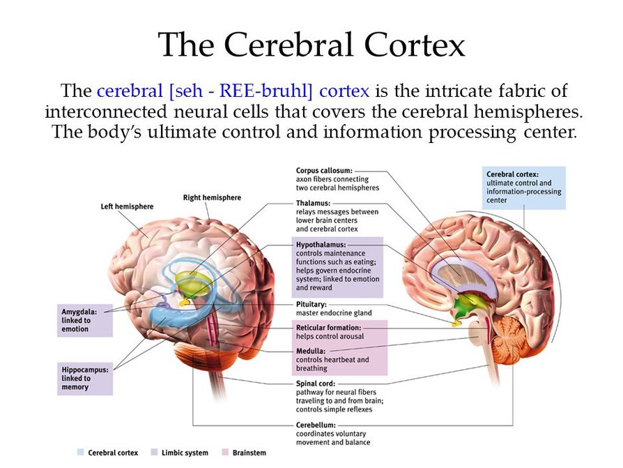 The Nervous and Endocrine Systems Sutori